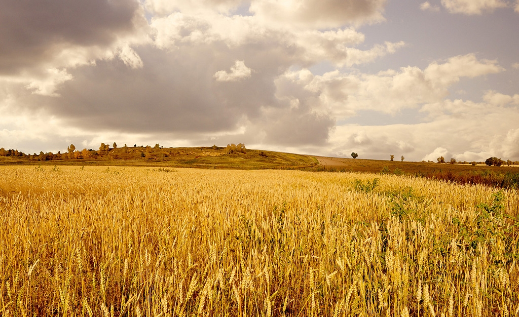 Field of wheat